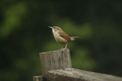 Bird perching on wooden post