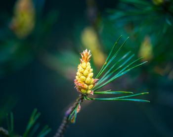 Beautiful pine tree blossoms in the spring.