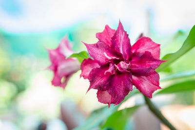 Close-up of pink flowering plant