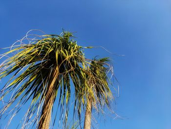 Low angle view of plant against clear blue sky