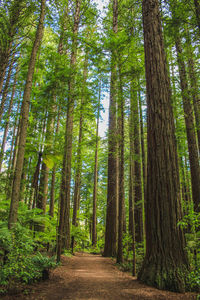 Walkway amidst trees in forest