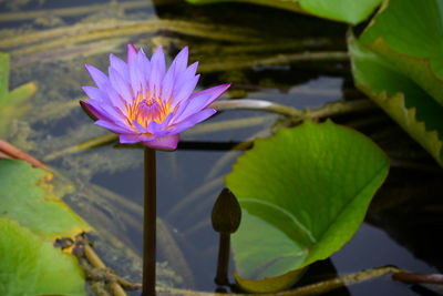 Close-up of water lily in lake