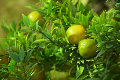 Close-up of fruits on tree