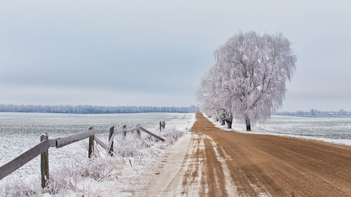 Maple and birch trees alley frost. winter rural dirt road. overcast dramatic sky. snow covered field