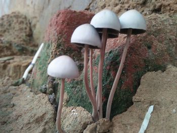 Close-up of mushroom growing on rock