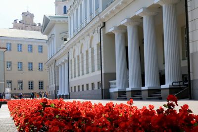 Red flowering plants by building in city