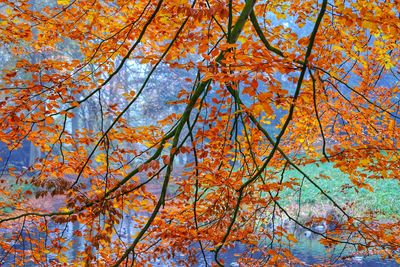 Low angle view of trees during autumn