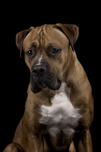 Close-up portrait of dog against black background