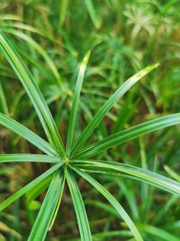 Full frame shot of grass on field. pianta di papiro