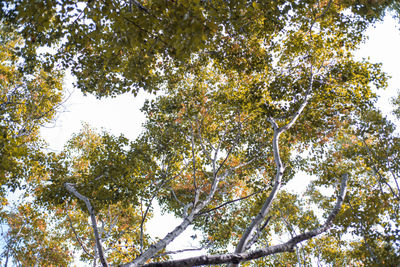 Low angle view of trees against sky