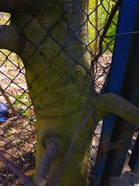 Close-up of lizard on metal tree