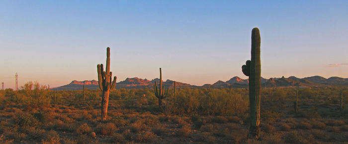 Cactus growing on field against sky during sunset