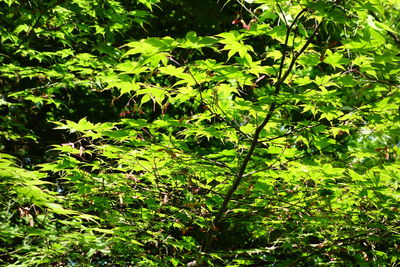 View of green leaves on landscape