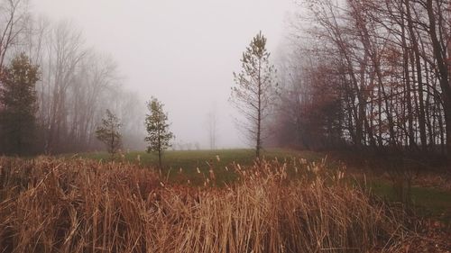 Bare trees on field in foggy weather