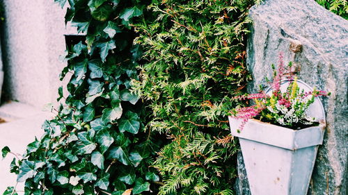 High angle view of potted plant against wall