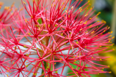 Close-up of pink flowers