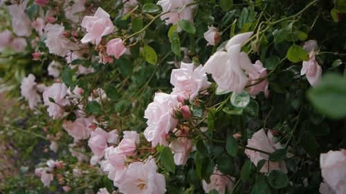 Close-up of white flowering plant