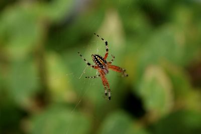 Close-up of spider web
