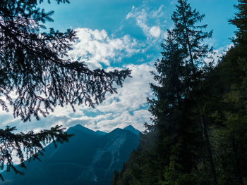 Low angle view of trees against sky