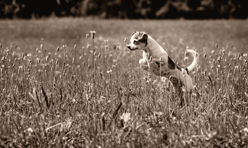 Dog rearing up on field