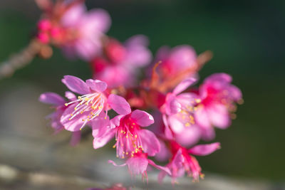 Close-up of pink flowering plant