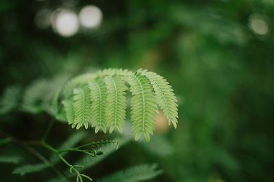 Close-up of fern growing on tree