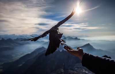 Close-up of a bird flying over mountain