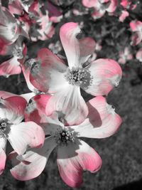 Close-up of pink flower