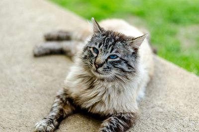 Close-up portrait of cat sitting outdoors