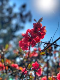 Close-up of red flowering plant
