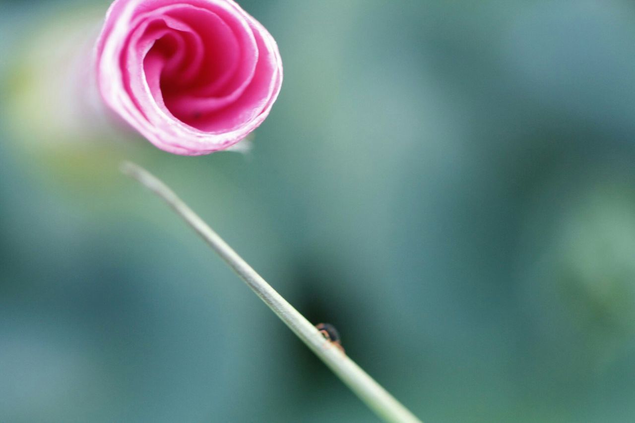 flower, fragility, close-up, focus on foreground, beauty in nature, petal, freshness, growth, stem, nature, pink color, plant, selective focus, flower head, single flower, outdoors, no people, day, bud, rose - flower