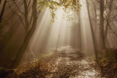 Sunlight streaming through trees in forest