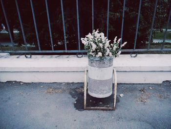 Potted plant by railing against wall