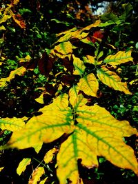 Close-up of leaves on tree