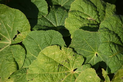 Close-up of green leaves on plant