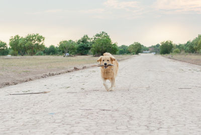 Portrait of dog on road