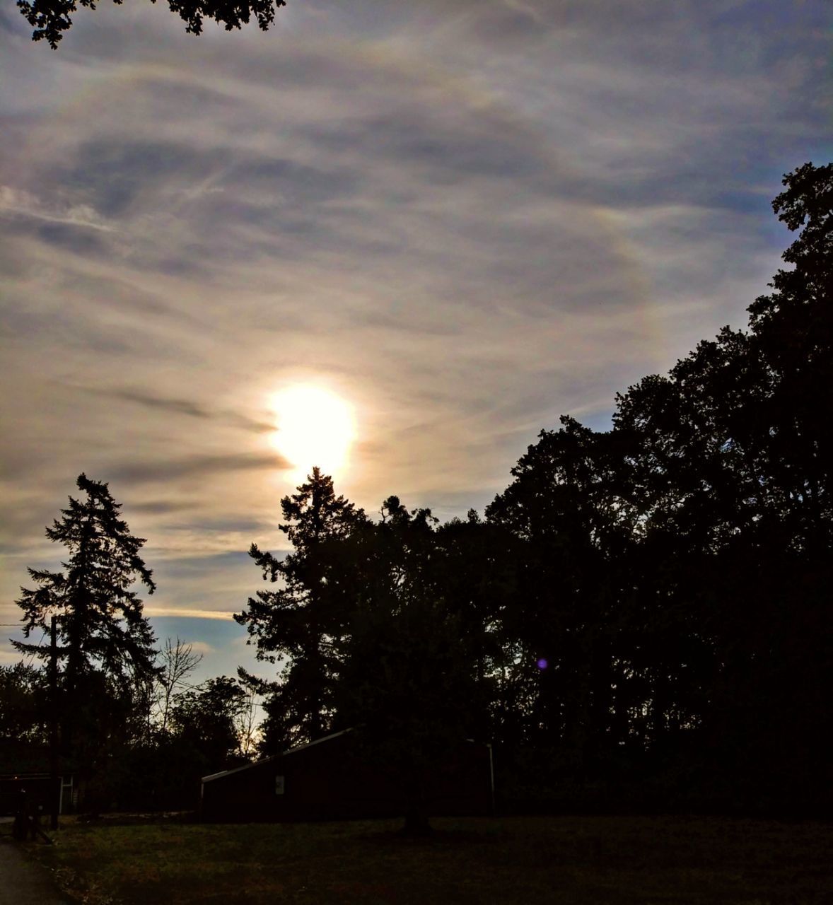 SILHOUETTE TREES GROWING ON FIELD AGAINST SKY AT SUNSET