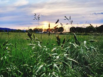 Scenic view of grassy field against sky during sunset