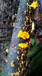 Close-up of mushrooms