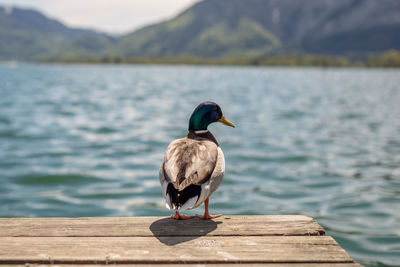 Bird perching on wooden post