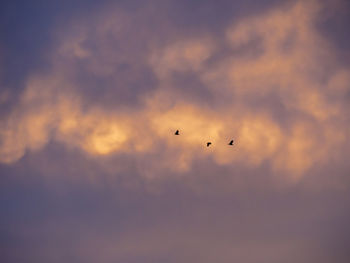 Low angle view of birds flying in sky