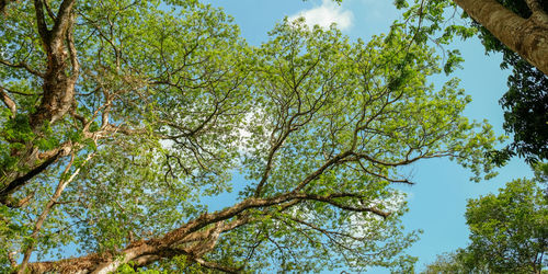 Low angle view of trees against sky