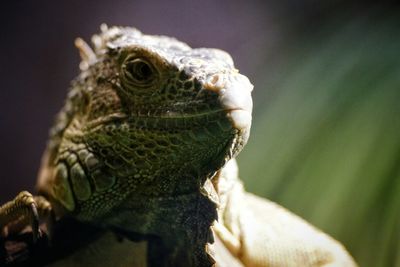 Close-up of lizard