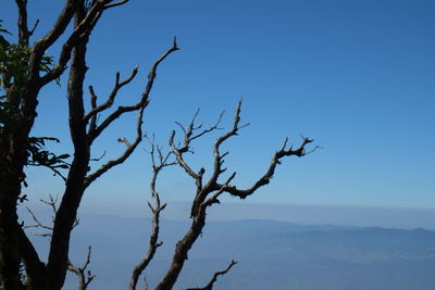 Low angle view of tree against clear blue sky