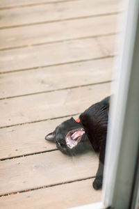 Outdoor cat yawning laying down on deck outside back door