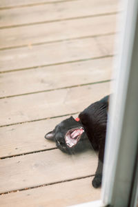 Black cat yawning