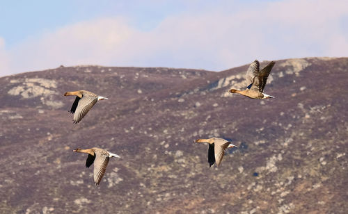 Birds flying in the sky