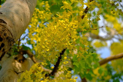 Close-up of yellow flowering plant