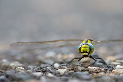 Close-up of dragonfly