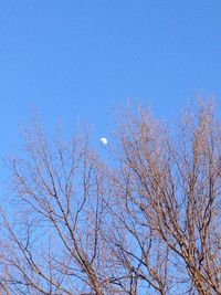 Low angle view of bare tree against clear blue sky